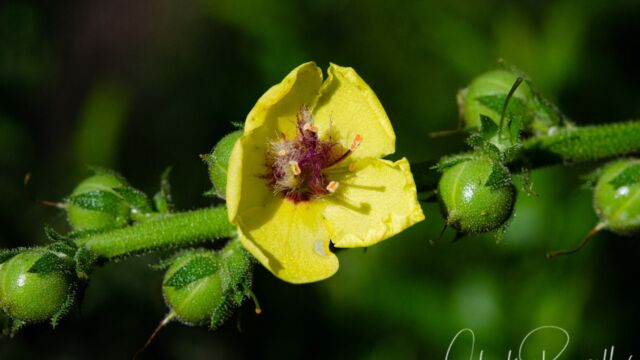 Wand mullein, Verbascum virgatum Wand mullein, Verbascum virgatum