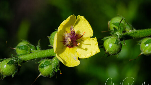 Wand mullein, Verbascum virgatum Wand mullein, Verbascum virgatum