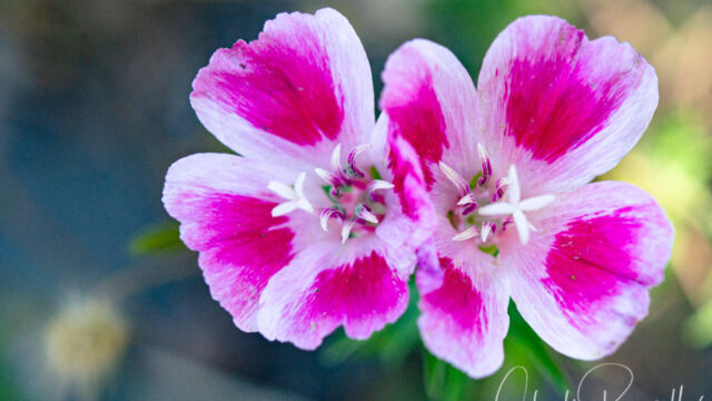 Farewell to spring, Clarkia amoena. Not sure of subspecies. Maybe C amoena ssp. huntiana? Farewell to spring, Clarkia amoena