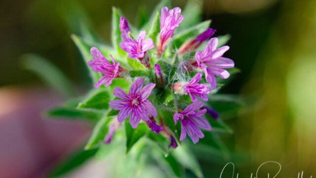 Denseflower willowherb, Epilobium densiflorum Denseflower willowherb, Epilobium densiflorum