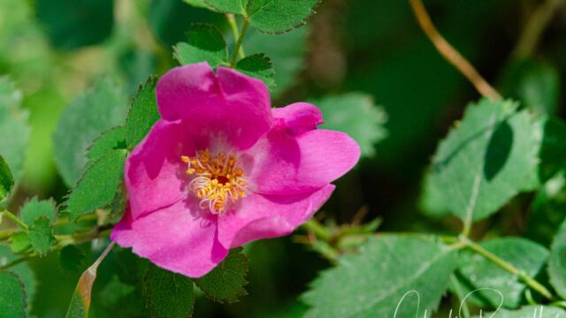California wild rose, Rosa californica California wild rose, Rosa californica