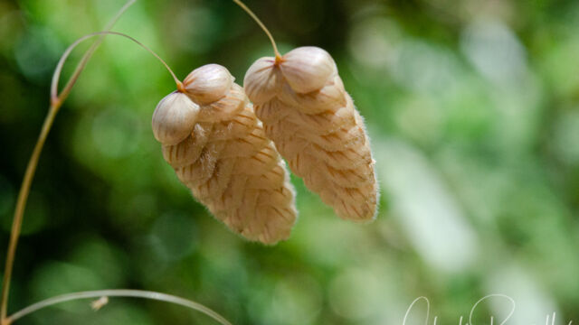 Rattlesnake grass, Briza maxima Rattlesnake grass, Briza maxima
