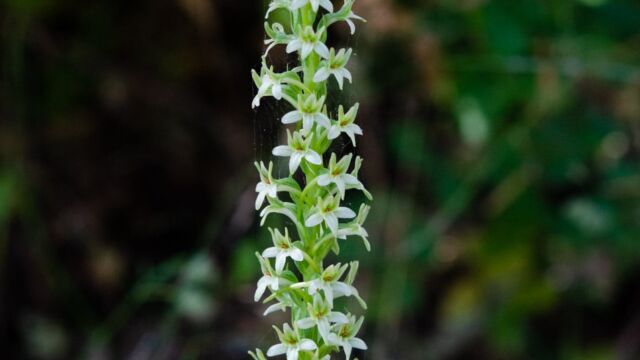 Dense-flowered Rein Orchid, Piperia elongata (Platanthera elongata) Dense-flowered Rein Orchid, Piperia elongata