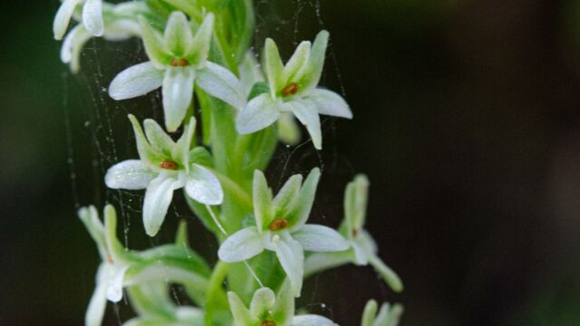 Dense-flowered Rein Orchid, Piperia elongata (Platanthera elongata) Dense-flowered Rein Orchid, Piperia elongata