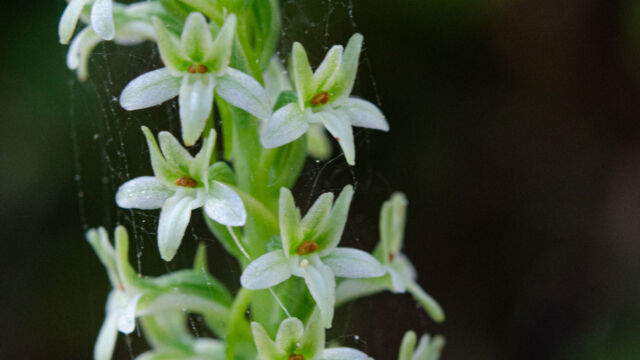 Dense-flowered Rein Orchid, Piperia elongata (Platanthera elongata) Dense-flowered Rein Orchid, Piperia elongata