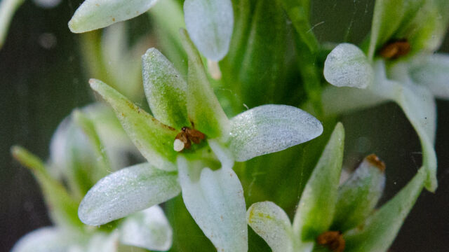 Dense-flowered Rein Orchid, Piperia elongata (Platanthera elongata). Dense-flowered Rein Orchid, Piperia elongata