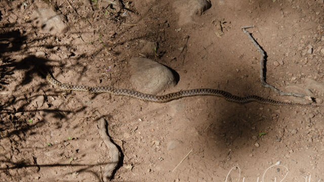 Gopher snake, Pituophis catenifer Gopher snake, Pituophis catenifer
