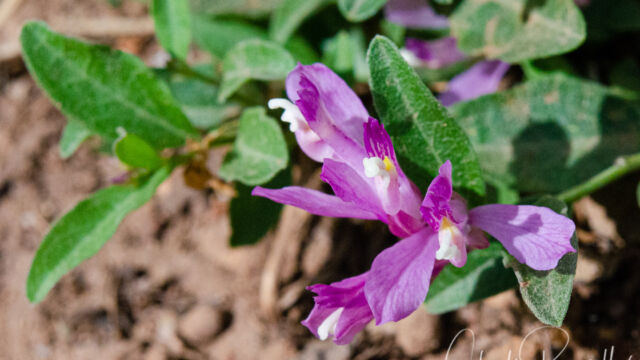 California milkwort, Rhinotropis californica (Polygala californica) California milkwort, Rhinotropis californica (Polygala californica)