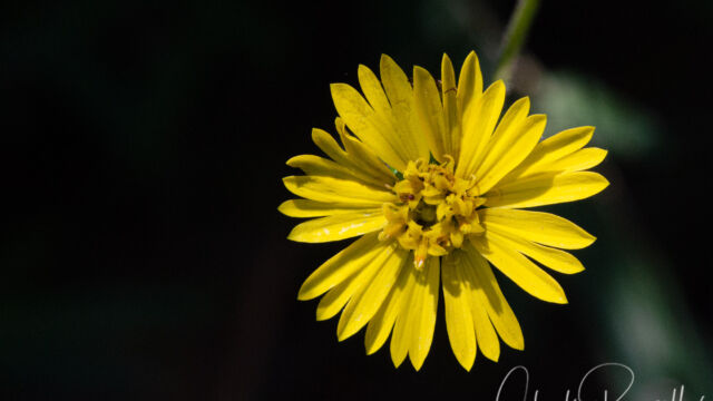 Woodland madia, Anisocarpus madioides Woodland madia, Anisocarpus madioides