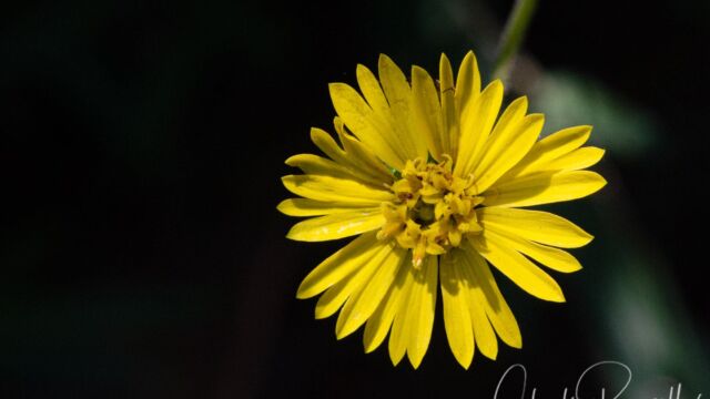 Woodland madia, Anisocarpus madioides Woodland madia, Anisocarpus madioides