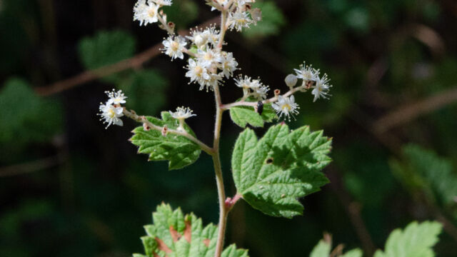 Oceanspray, Holodiscus discolor Oceanspray, Holodiscus discolor