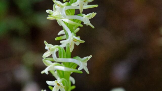 Flat spurred piperia, Piperia transversa Flat spurred piperia, Piperia transversa