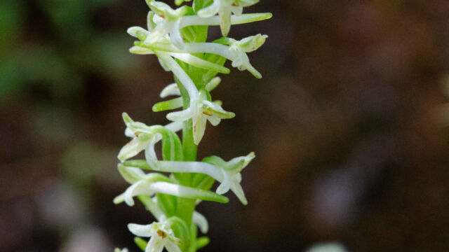 Flat spurred piperia, Piperia transversa Flat spurred piperia, Piperia transversa