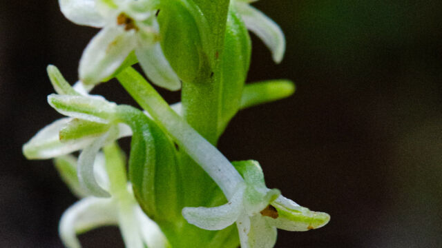 Flat spurred piperia, Piperia transversa Flat spurred piperia, Piperia transversa