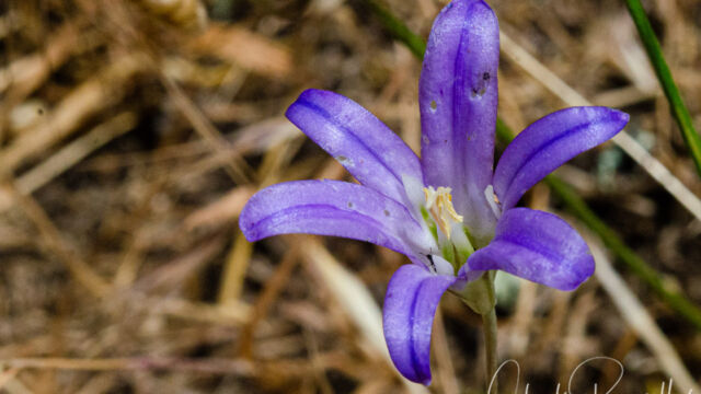 Harvest brodiaea, Brodiaea elegans Harvest brodiaea, Brodiaea elegans