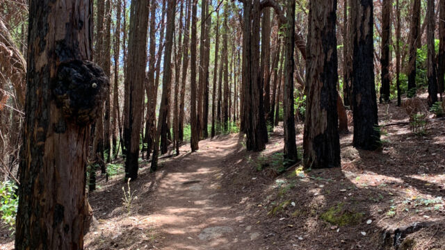 Lawndale trail at Trione-Annadel State Park, large areas were burned in the 2017 Nuns fire, but are recovering Lawndale trail at Trione-Annadel State Park