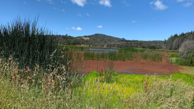 Lawndale trail at Trione-Annadel State Park, looking at Ledson Marsh, near where we turned back Lawndale trail at Trione-Annadel State Park