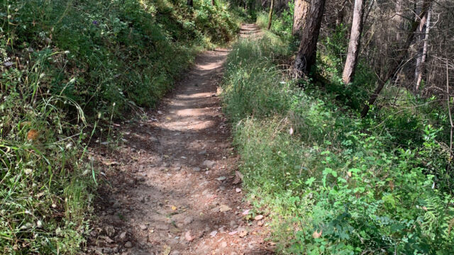 Lawndale trail at Trione-Annadel State Park, as you climb the trail becomes greener, under the trees Lawndale trail at Trione-Annadel State Park