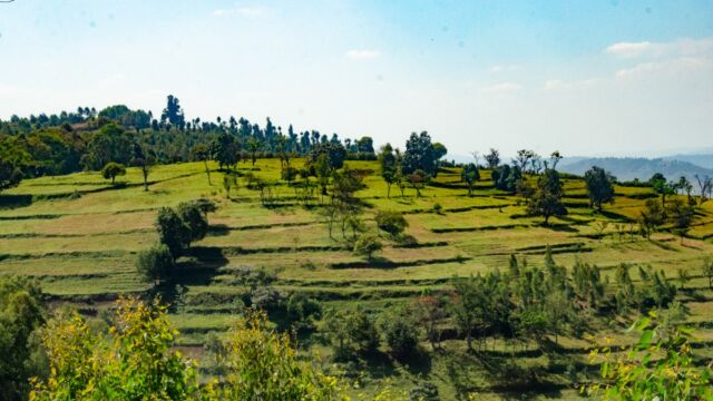 Closer to the big cities, government supported terraced farming increases the number of acres in production Rwanda agriculture terraces