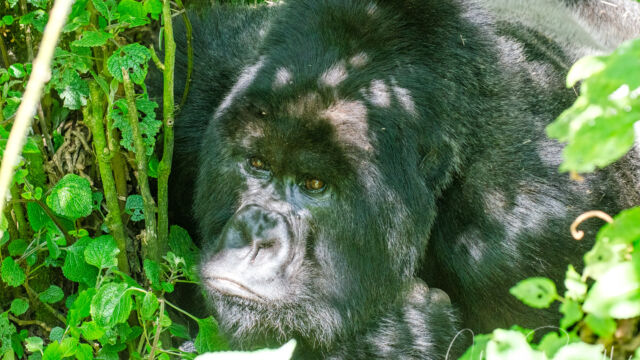 Gorilla beringei ssp. beringei. Big silverback, adult male, resting in the shade Mountain Gorilla, Gorilla beringei ssp. beringei