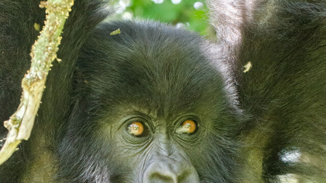 Gorilla beringei ssp. beringei teenager hanging out Mountain Gorilla, Gorilla beringei ssp. beringei