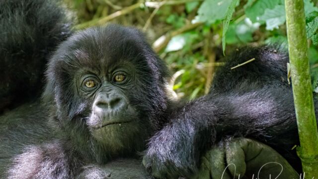 Gorilla beringei ssp. beringei. Youngster keeping an eye on me Mountain Gorilla, Gorilla beringei ssp. beringei