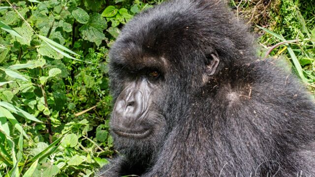 Gorilla beringei ssp. beringei. Younger adult resting in the sun Mountain Gorilla, Gorilla beringei ssp. beringei