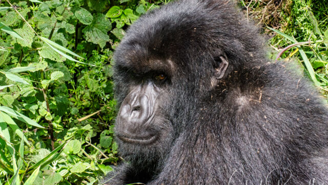 Gorilla beringei ssp. beringei. Younger adult resting in the sun Mountain Gorilla, Gorilla beringei ssp. beringei
