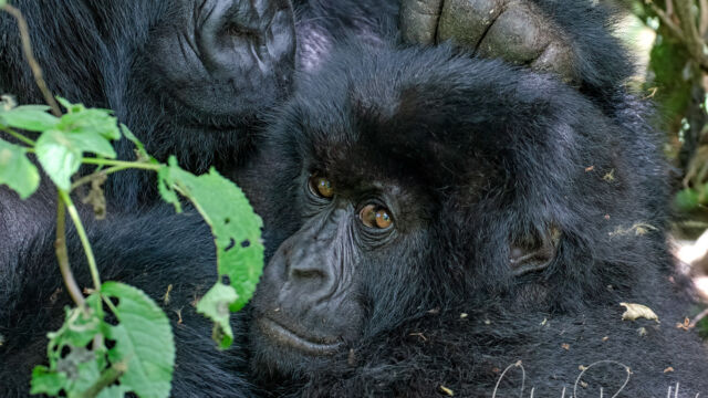 Gorilla beringei ssp. beringei. Mother and child Mountain Gorilla, Gorilla beringei ssp. beringei
