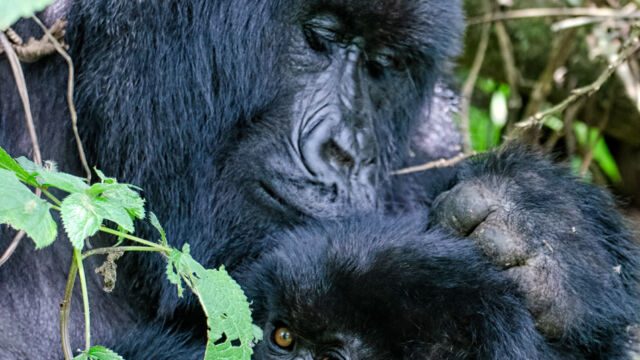 Gorilla beringei ssp. beringei. Mom grooming her baby. Mountain Gorilla, Gorilla beringei ssp. beringei