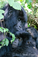 Mountain Gorilla, Gorilla beringei ssp. beringei, Rwanda