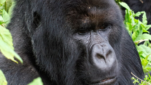 Gorilla beringei ssp. beringei. Big adult thinking about his itinerary for the day. Mountain Gorilla, Gorilla beringei ssp. beringei