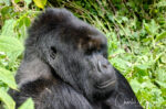 Mountain Gorilla, Gorilla beringei ssp. beringei, Rwanda