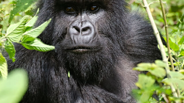 Young adult Gorilla beringei ssp. beringei Mountain Gorilla, Gorilla beringei ssp. beringei