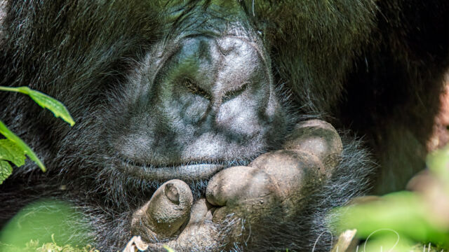 Contemplating what to do next. Gorilla beringei ssp. beringei Mountain Gorilla, Gorilla beringei ssp. beringei