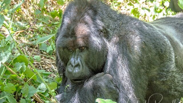 A big silverback thinking about getting up for a snack. Gorilla beringei ssp. beringei Mountain Gorilla, Gorilla beringei ssp. beringei