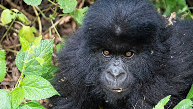 Young Mountain Gorilla giving me a look-over. Gorilla beringei ssp. beringei Mountain Gorilla, Gorilla beringei ssp. beringei