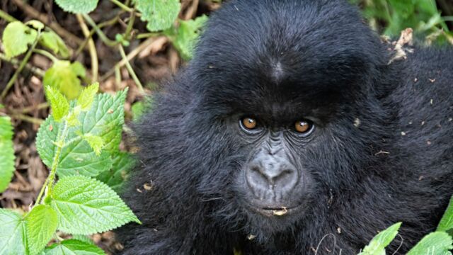 Young Mountain Gorilla giving me a look-over. Gorilla beringei ssp. beringei Mountain Gorilla, Gorilla beringei ssp. beringei