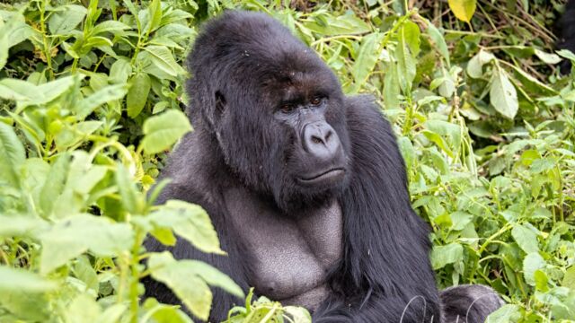 Sitting in the middle of a batch of nettles, having just woken up from a nap. Gorilla beringei ssp. beringei Mountain Gorilla, Gorilla beringei ssp. beringei