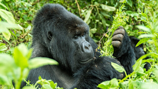 Gorilla beringei ssp. beringei Contemplating lunch Mountain Gorilla, Gorilla beringei ssp. beringei
