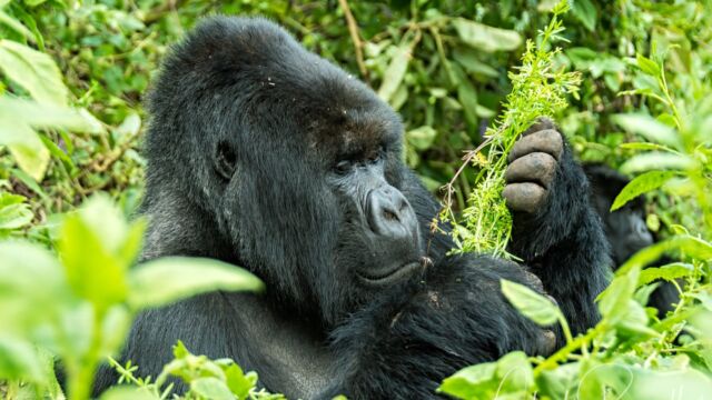 Gorilla beringei ssp. beringei Contemplating lunch Mountain Gorilla, Gorilla beringei ssp. beringei