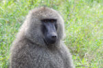 Olive Baboon, Papio anubis