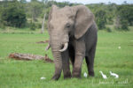 African Bush Elephant, Loxodonta africana