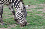 Grant’s Zebra, Equus quagga ssp. boehmi