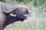 African Buffalo, Syncerus caffer