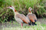 Egyptian Goose, Alopochen aegyptiaca