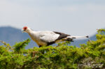 Secretary bird, Sagittarius serpentarius