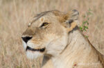 Southern Lion, Panthera leo ssp. melanochaita