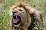 Southern Lion, Panthera leo ssp. melanochaita. Mating pair. Black Rock pride. Grimacing is testing air with Jacobson's Organ, to see if female is ready to mate Southern Lion, Panthera leo ssp. melanochaita