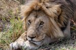 Southern Lion Southern Lion, Panthera leo ssp. melanochaita